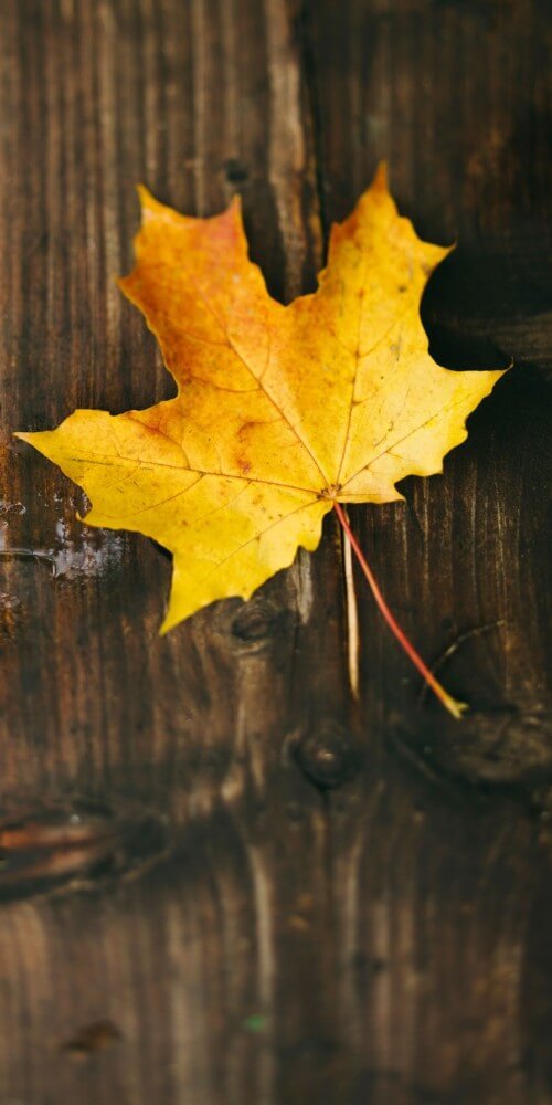 Nature Meets Narrative